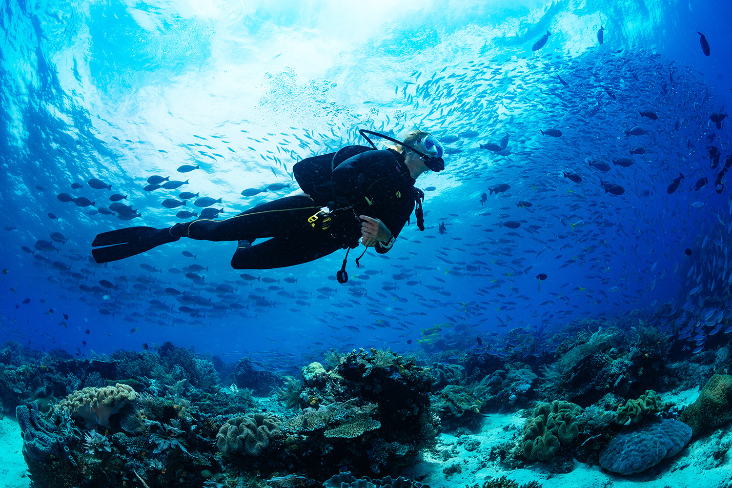 Scuba Diving Bahamas