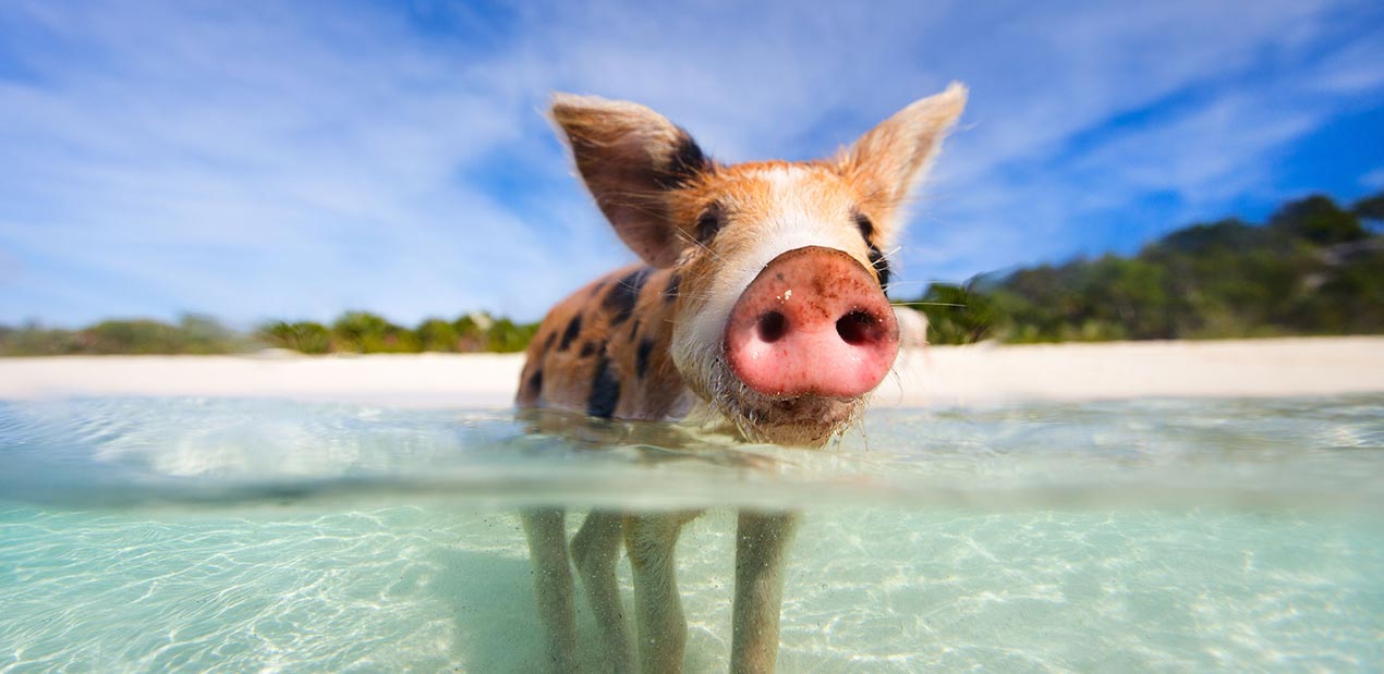 Exumas Yacht Charters